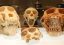cradle of humankind museum markasine tours 02