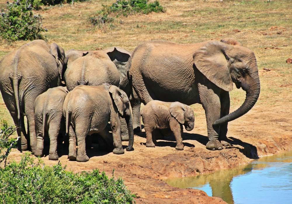 elephants pilanesberg markasin tours