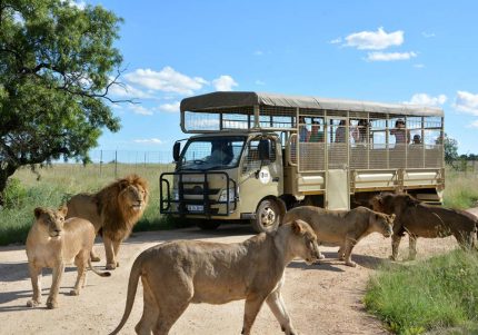 lion safari markasin tours
