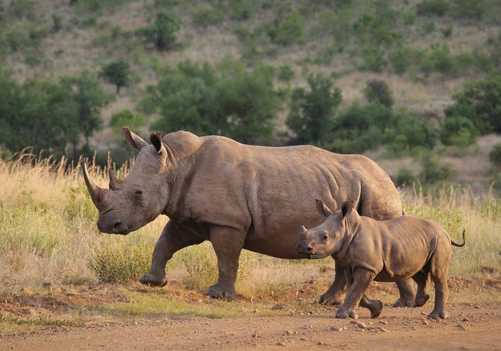 pilanesberg rhinos markasin tours
