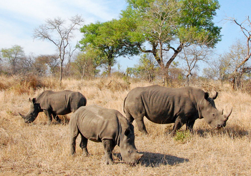 rhino and lion park markasin tours